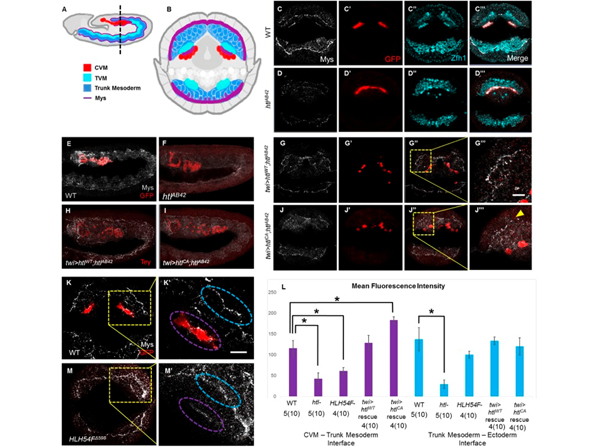 Immunofluorescence using GFP HRP